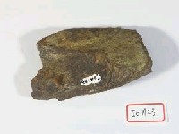 藏品(不明節骨)的圖片